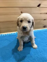 Goldie, a female Golden Retriever for sale in Benton, IL – Photo 2 of 4