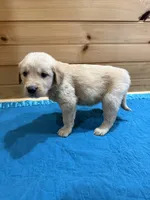 Goldie, a female Golden Retriever for sale in Benton, IL – Photo 3 of 4