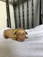 Shadow, a male Golden Retriever for sale in Benton, IL – 3 of 6