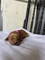 Maple, a female Golden Retriever for sale in Benton, IL – 3 of 6