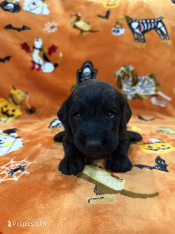 Jasper – Labradoodle puppy for sale in Benton, IL
