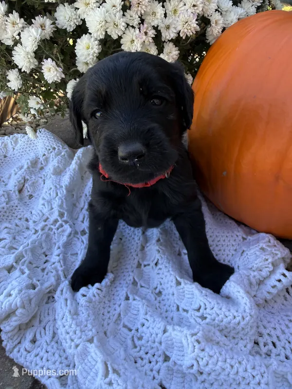 Dexter – Labradoodle puppy for sale in Benton, IL