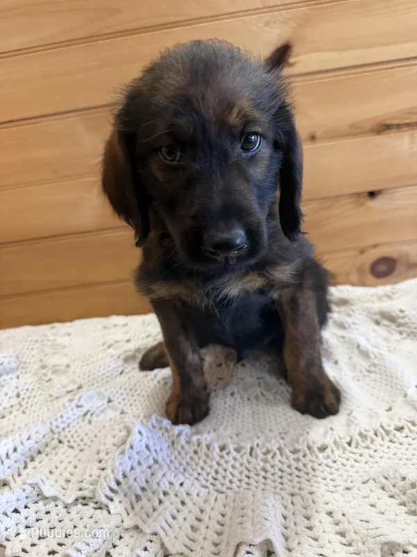 Bullseye, a male Labradoodle for sale in Benton, IL – Photo 1 of 4