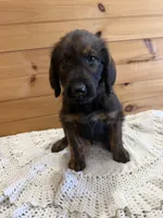 Bullseye, a male Labradoodle for sale in Benton, IL – Photo 2 of 4