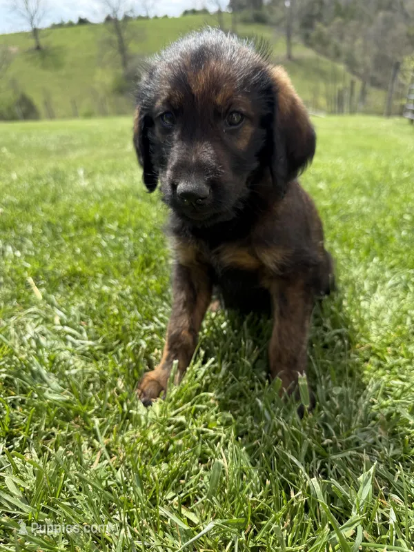 Bullseye – Labradoodle puppy for sale in Benton, IL