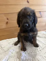 Bullseye, a male Labradoodle for sale in Benton, IL – Photo 3 of 4