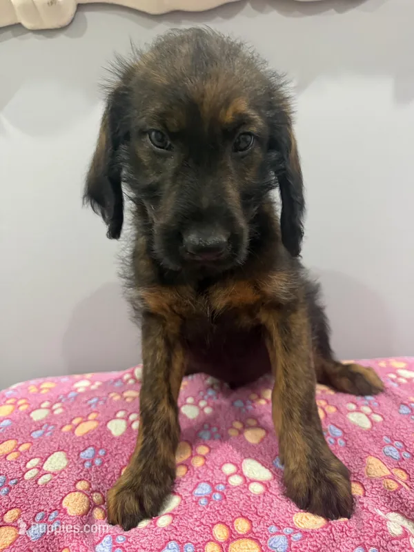 Bullseye – Labradoodle puppy for sale in Benton, IL