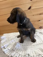 Bullseye, a male Labradoodle for sale in Benton, IL – Photo 4 of 4