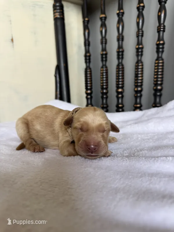 River – Golden Retriever puppy for sale in Benton, IL