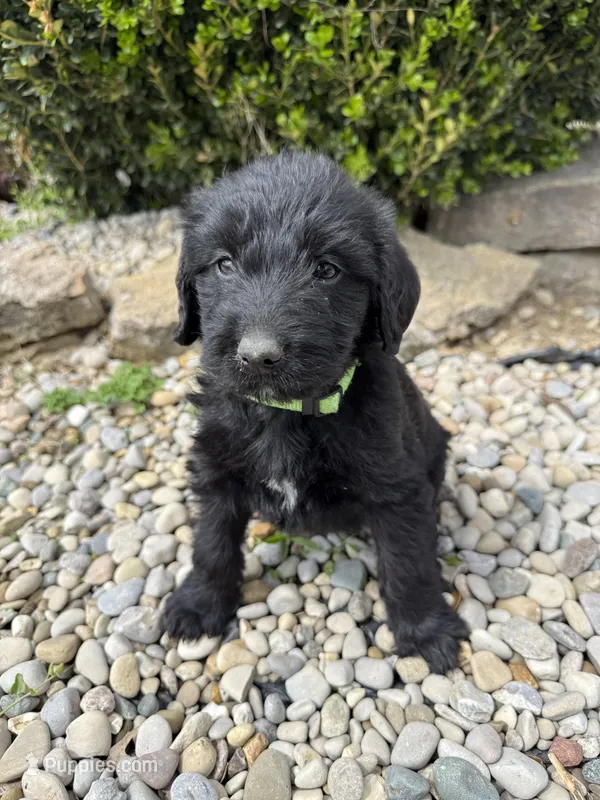 Maple – Labradoodle puppy for sale in Benton, IL