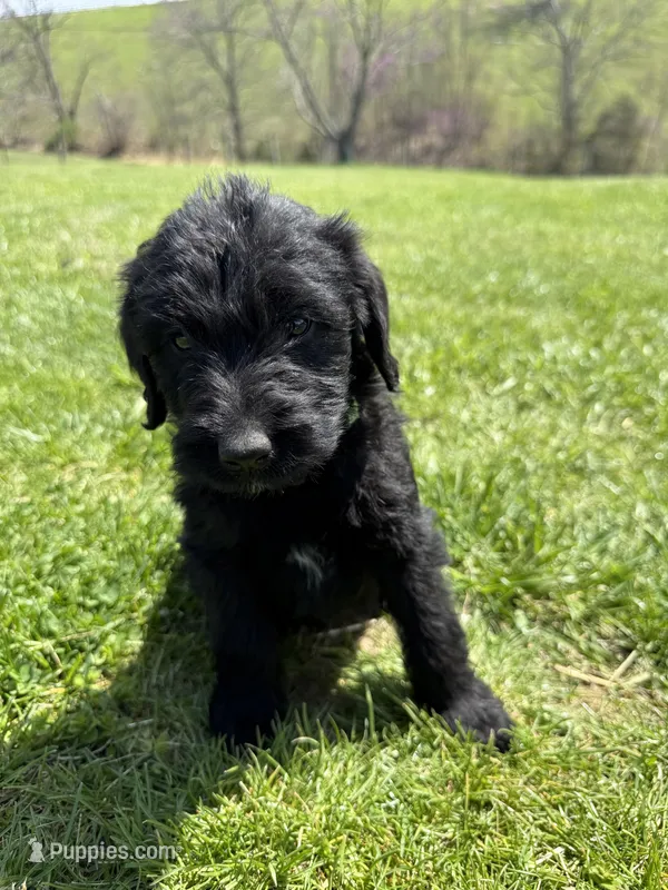 Maple – Labradoodle puppy for sale in Benton, IL