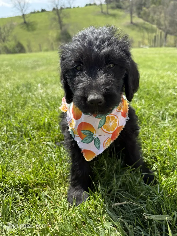 Maple – Labradoodle puppy for sale in Benton, IL
