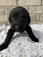 Maple, a female Labradoodle for sale in Benton, IL – Photo 3 of 5