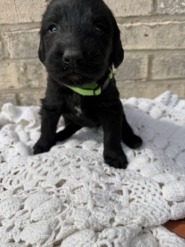 Maple – Labradoodle puppy for sale in Benton, IL