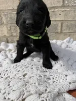 Maple, a female Labradoodle for sale in Benton, IL – Photo 1 of 5
