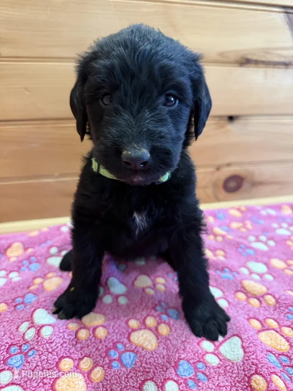 Maple – Labradoodle puppy for sale in Benton, IL