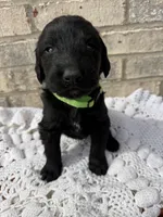 Maple, a female Labradoodle for sale in Benton, IL – Photo 2 of 5