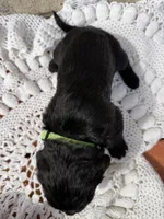 Maple, a female Labradoodle for sale in Benton, IL – Photo 5 of 5