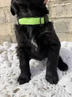 Maple, a female Labradoodle for sale in Benton, IL – Photo 4 of 5