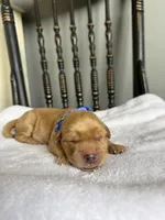 Biscuit, a male Golden Retriever for sale in Benton, IL – 3 of 5