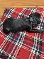 Ziggy, a male Labradoodle for sale in Benton, IL – Photo 4 of 4