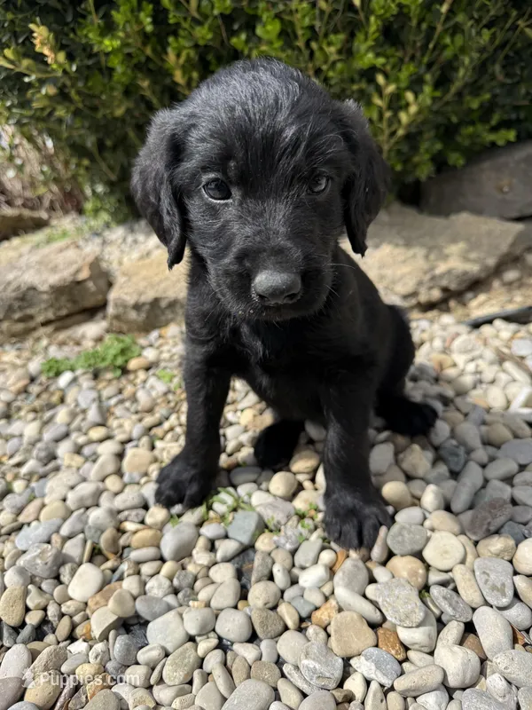 Ziggy – Labradoodle puppy for sale in Benton, IL