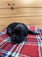 Ziggy, a male Labradoodle for sale in Benton, IL – Photo 2 of 4