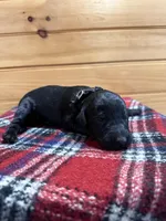 Ziggy, a male Labradoodle for sale in Benton, IL – Photo 3 of 4