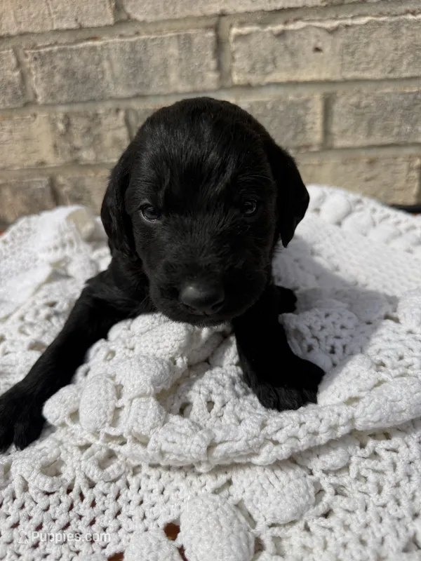 Ziggy – Labradoodle puppy for sale in Benton, IL