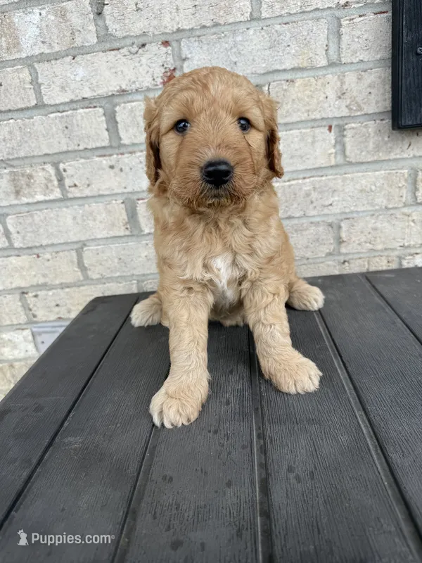 Honey – Goldendoodle puppy for sale in Benton, IL