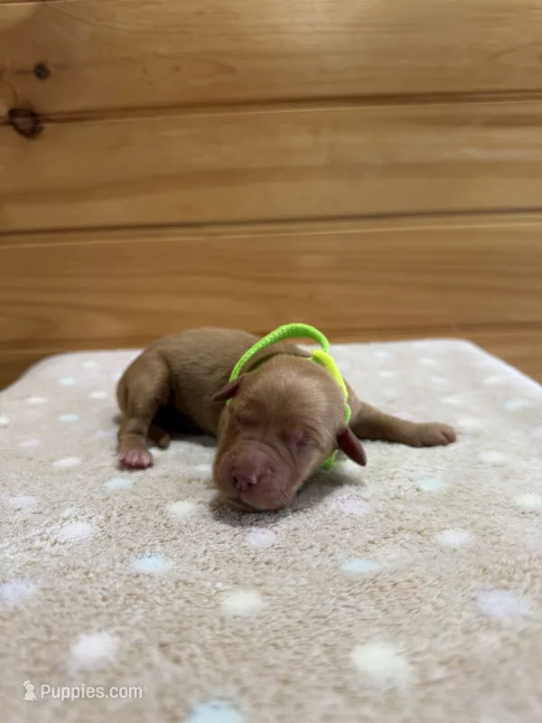 Mabel – Golden Retriever puppy for sale in Benton, IL