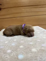 Roxy, a female Golden Retriever for sale in Benton, IL – 2 of 6