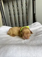Shadow, a male Golden Retriever for sale in Benton, IL – 4 of 6