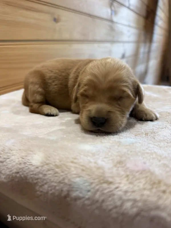 Nelson – Golden Retriever puppy for sale in Benton, IL