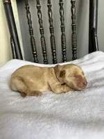 River, a male Golden Retriever for sale in Benton, IL – 5 of 5