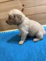 Goose, a male Golden Retriever for sale in Benton, IL – Photo 4 of 4