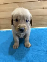 Goose, a male Golden Retriever for sale in Benton, IL – Photo 1 of 4