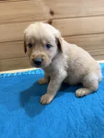 Goose, a male Golden Retriever for sale in Benton, IL – Photo 3 of 4