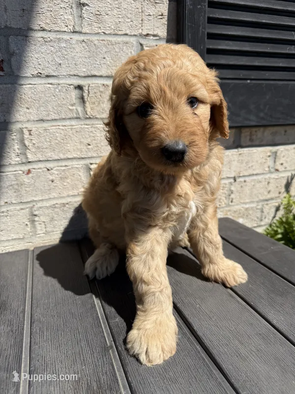 Honey – Goldendoodle puppy for sale in Benton, IL