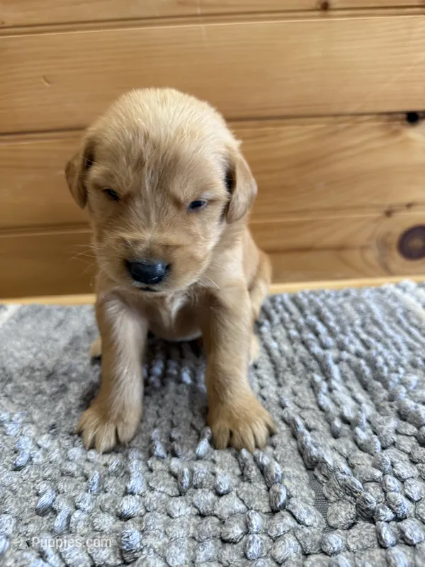 Nelson – Golden Retriever puppy for sale in Benton, IL