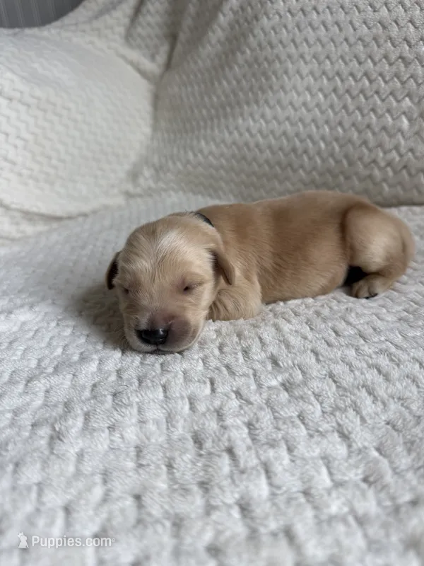 Bo – Golden Retriever puppy for sale in Benton, IL