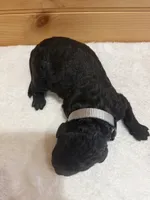Slinky, a male Goldendoodle for sale in Benton, IL – 3 of 4