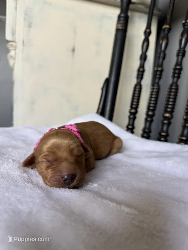 Maple – Golden Retriever puppy for sale in Benton, IL