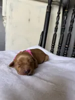 Maple, a female Golden Retriever for sale in Benton, IL – 1 of 6