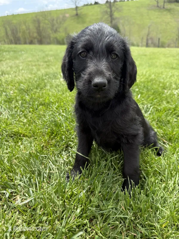 Bruno  – Labradoodle puppy for sale in Benton, IL