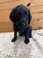 Bruno , a male Labradoodle for sale in Benton, IL – Photo 1 of 4