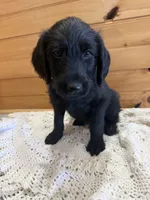 Bruno , a male Labradoodle for sale in Benton, IL – Photo 4 of 4