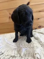 Bruno , a male Labradoodle for sale in Benton, IL – Photo 3 of 4