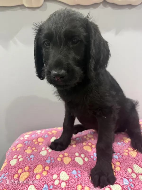 Bruno  – Labradoodle puppy for sale in Benton, IL