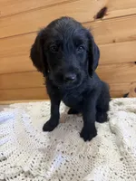 Bruno , a male Labradoodle for sale in Benton, IL – Photo 2 of 4